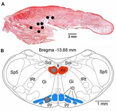 Modulation of Motoneuronal Activity With Sleep-Wake States and Motoneuronal Gene Expression Vary With Circadian Rest-Activity Cycle